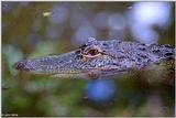 American alligator(s) 58