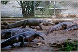 American alligator(s) 59