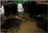 American Alligator