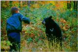 American Black Bear Being Fed 01