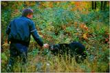 American Black Bear being Fed 02