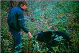 American Black Bear Being Fed 03