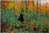 American Black Bear In Underbrush