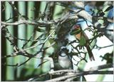 Jay and Cardinal - JayCardinaljpg.jpg (0/1)