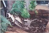 Feeding time in the gator pit 1 - American alligator (Alligator mississippiensis)