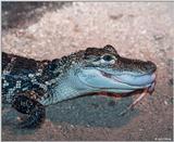 Feeding time in the gator pit 2 - American alligator (Alligator mississippiensis)