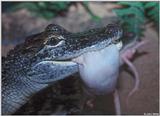 Feeding time in the gator pit 4 - American alligator (Alligator mississippiensis)