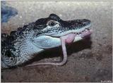 Feeding time in the gator pit 5 - American alligator (Alligator mississippiensis)