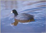 American Coot 2