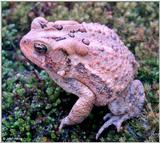 Re: Looking toads pics -- American Toad (Bufo americanus)