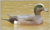 American Wigeon