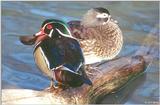 Another Pair of Wood Ducks