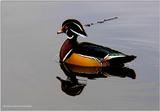 Wood Duck