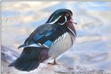 Wood Duck 2