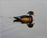 Wood Duck