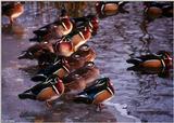 Wood Ducks on Ice