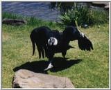 Andean Condor - Vultur gryphus