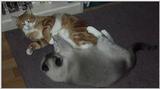 More Krazee cats