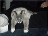 Andie and Chance (cats)