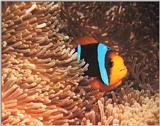 Anemone-Fish