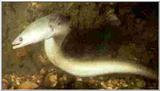 Re: I need pics of eel. - European Eel (Anguilla anguilla) - Anguilla anguilla.jpg