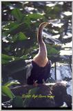 Trip to Wakohadatchee Wetlands [7/7] - anhinga.jpg (1/1)