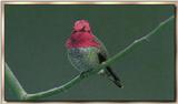 Hummingbird - Male Anna's