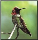 Anna's Hummingbird  (12)