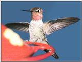 Hummingbird - Anna's Hummingbird 14