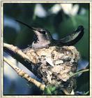 Hummingbird - Female Anna's