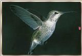 Hummingbird - Female Anna's