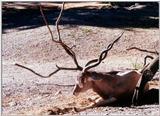 horns and antlers! oh my!
