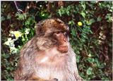 Re: REQ - baboon