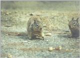 Calif Ground Squirrel april12.jpg (1/1) 13 20