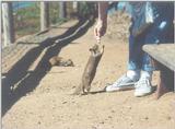 Calif Ground Squirrel april13.jpg (1/1) 14 20