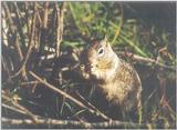 Calif Ground Squirrel april15.jpg (1/1) 16 20