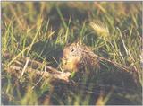 Calif Ground Squirrel april16.jpg (1/1) 17 20