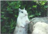 Squirrel april20.jpg (1/1) 77