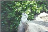 Squirrel april21.jpg (1/1) 110
