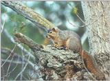 Squirrel april22.jpg (1/1) 103