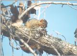 Squirrel april26.jpg (1/1) 103