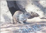 Squirrel april27.jpg (1/1) 91