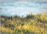 Calif Ground Squirrel april4.jpg (1/1) 05 20