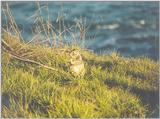 Calif Ground Squirrel april5.jpg (1/1) 06 20