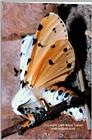 Arctiid - ktatlow@xta.com.jpg