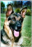 German Shepard Wanted