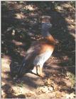 Ashy-headed Goose