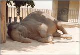 Wilhelma Zoo - even the elephant avoided the sun