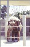 Re: Misc animals from the San Diego Zoo - burning elephant