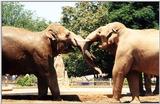 elephants